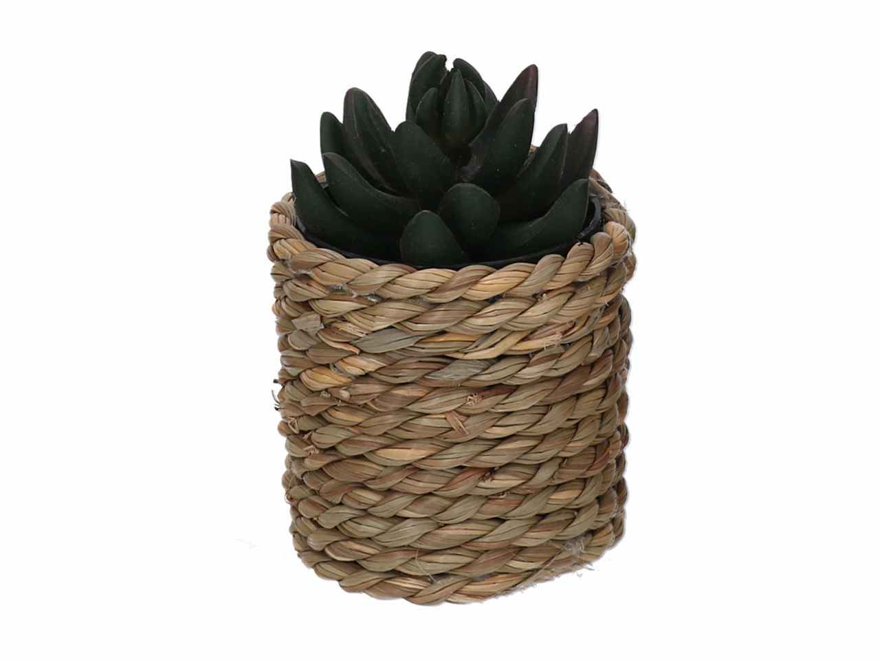 Pianta grassa verde c/vaso 10xh15 3633570000