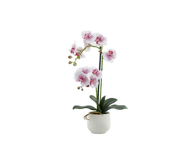 Pianta orchidea x2 con vaso h.53 fucsia 214735,58