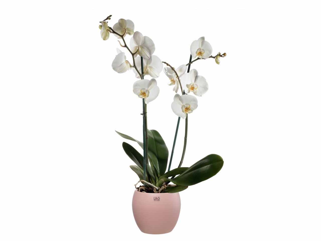 Cache pot d.16xh.13cm rosa opaco