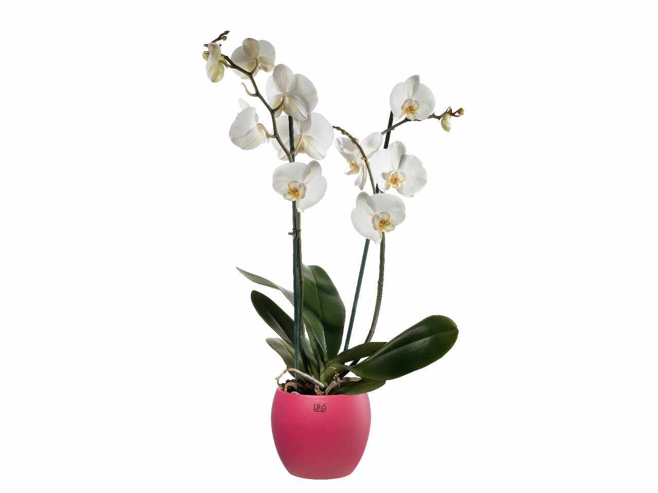 Cache pot d.16xh.13cm fucsia