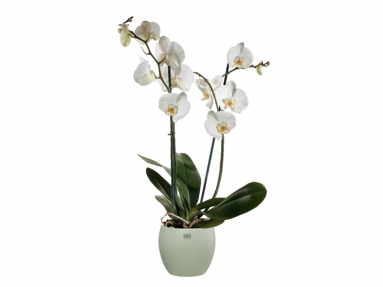 Cache pot d.16xh.13cm verde opaco