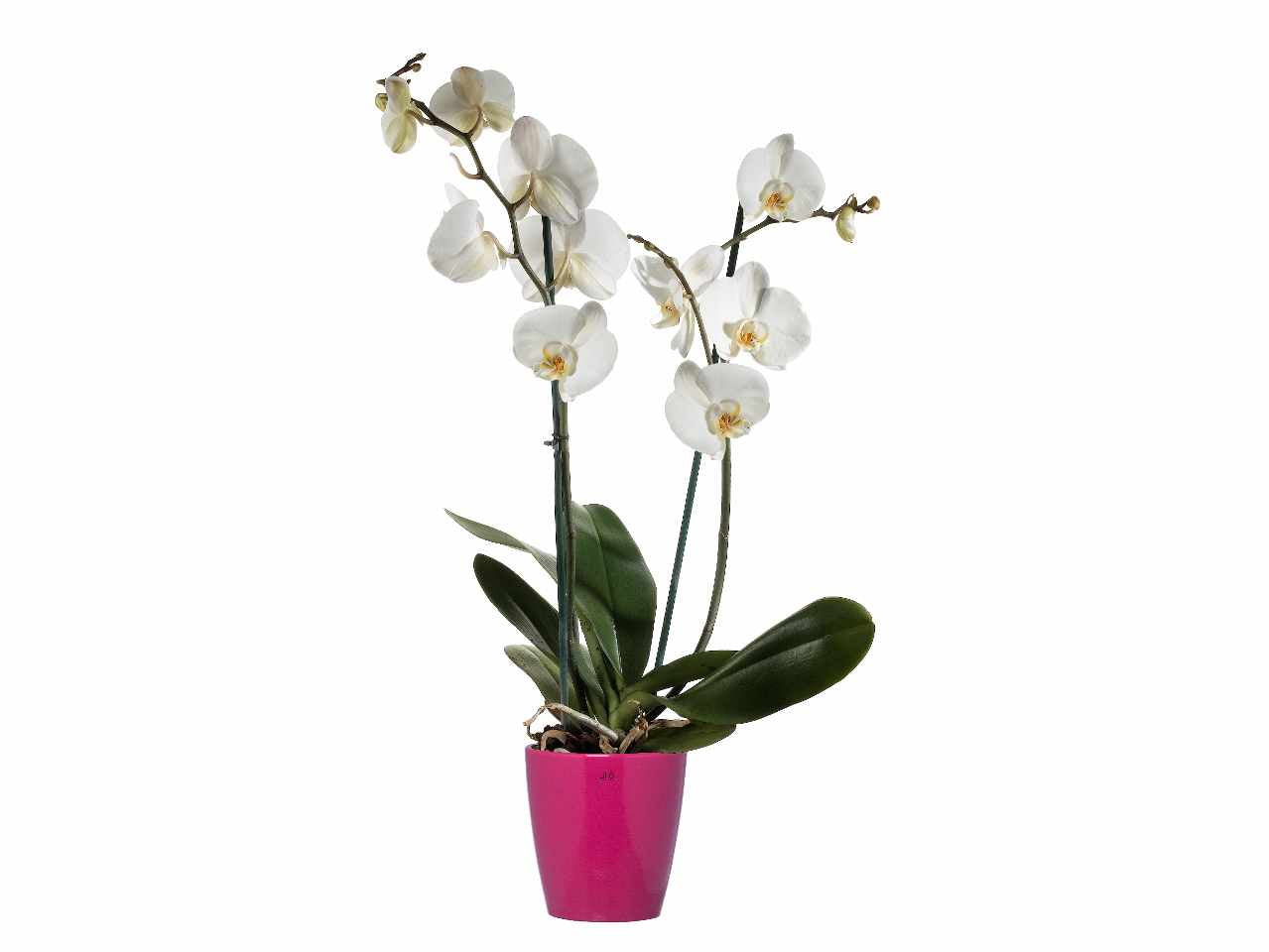 Cache pot d.14xh.14cm fucsia