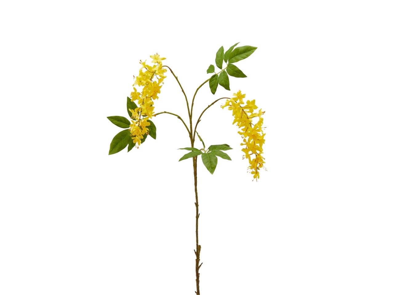 Cassia rex ramo x2 h105 gialla 215803,20