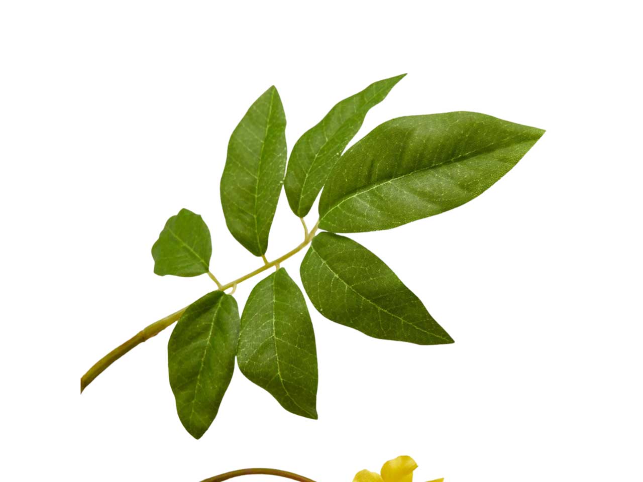 Cassia rex ramo x2 h105 gialla 215803,20