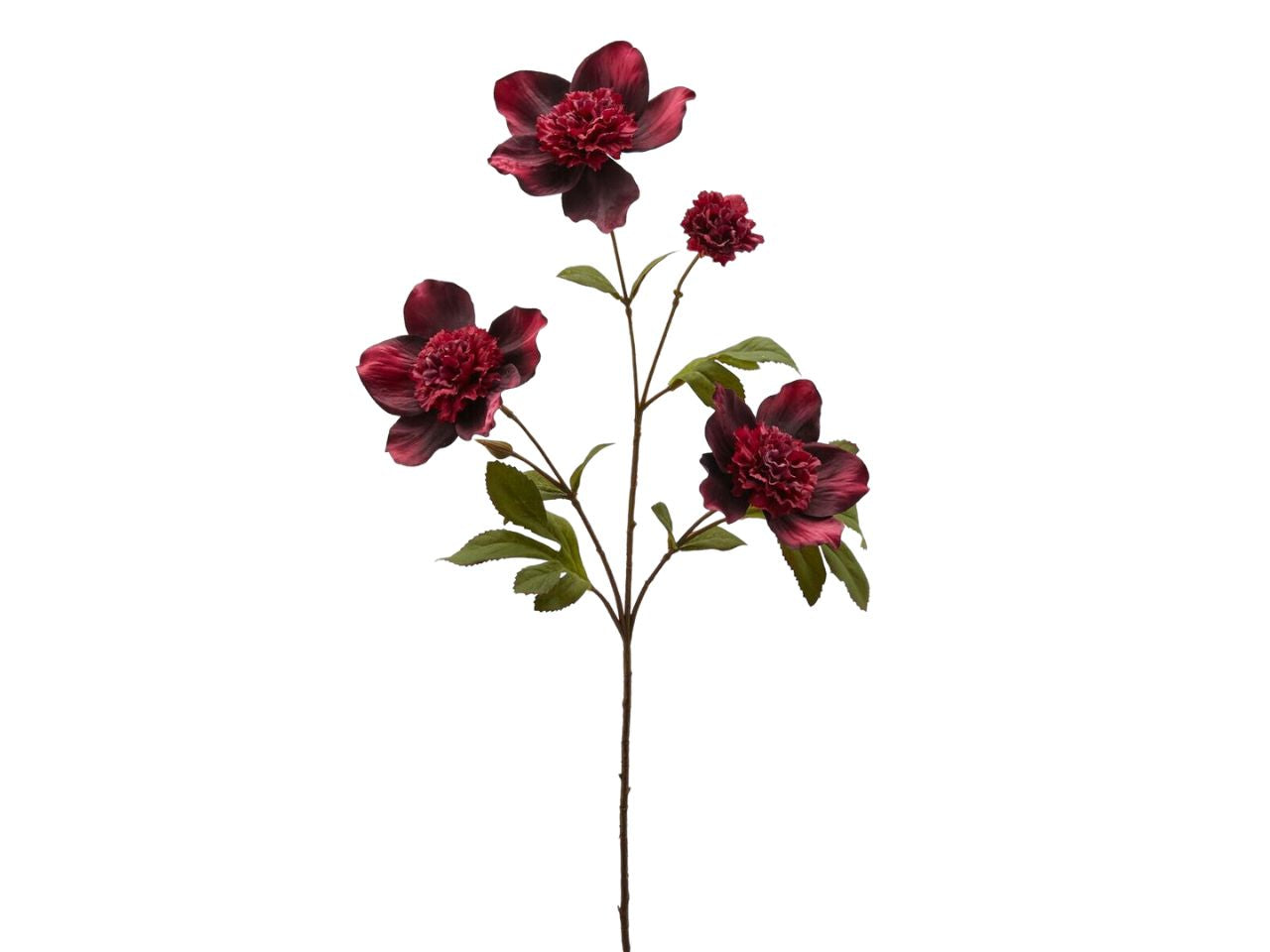 Elleboro rex ramo per 3 con boccioli misura h.66cm colore granato