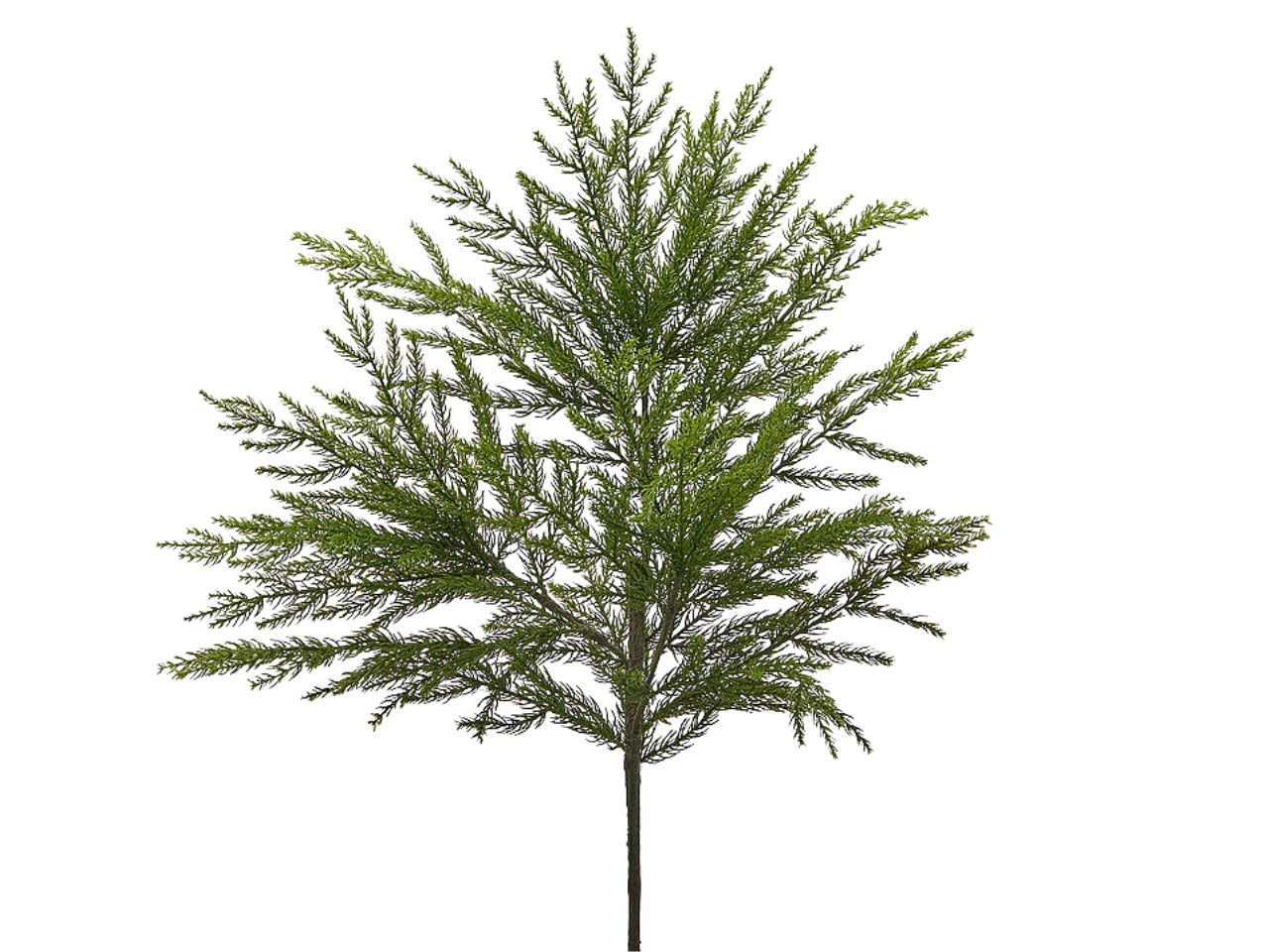 Cespuglio di cryptomeria l.66cm verde