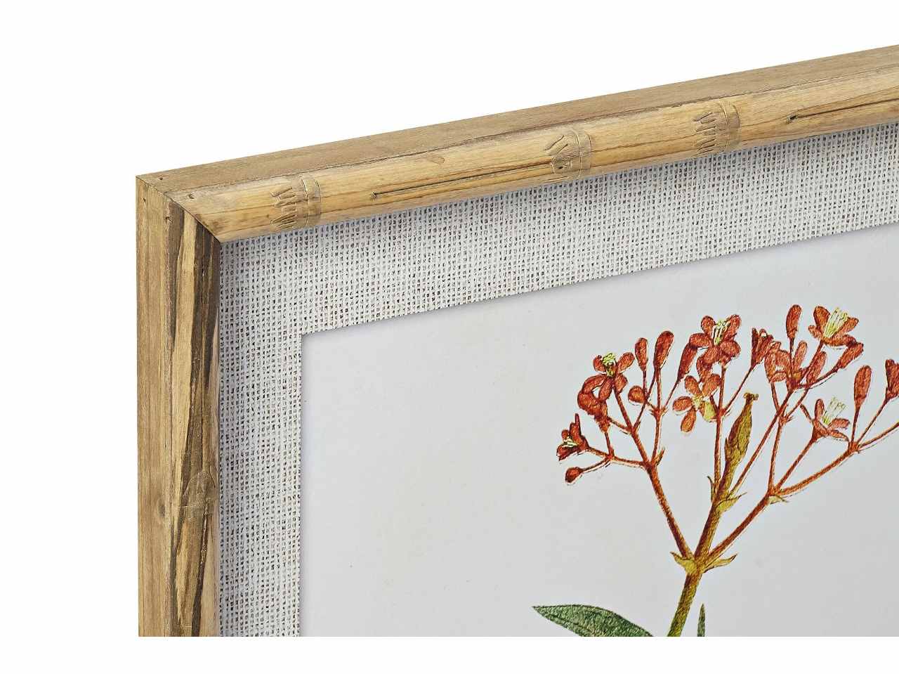Quadro 50x60cm botanico cu-187493