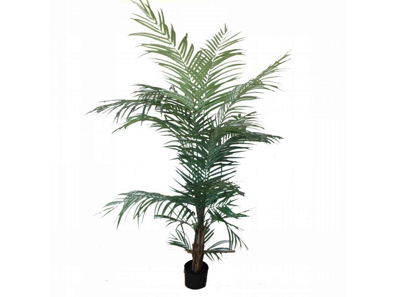 Pianta areca 1,5mt 7188-09
