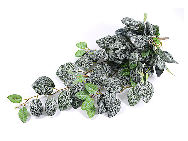 Mata colgante fittonia 4014-09