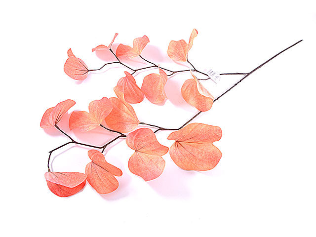 Cercis canadiensis 1827-15