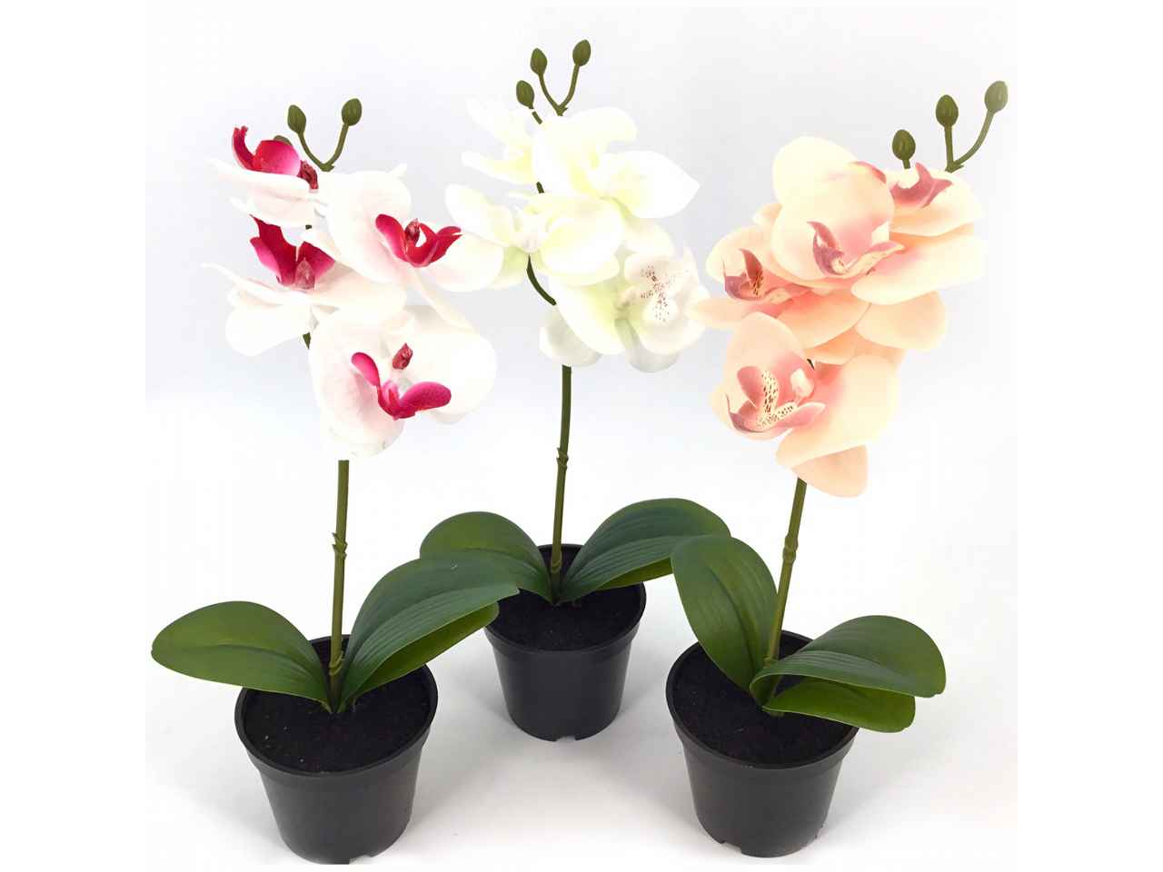 Pianta orchidea 6061-48