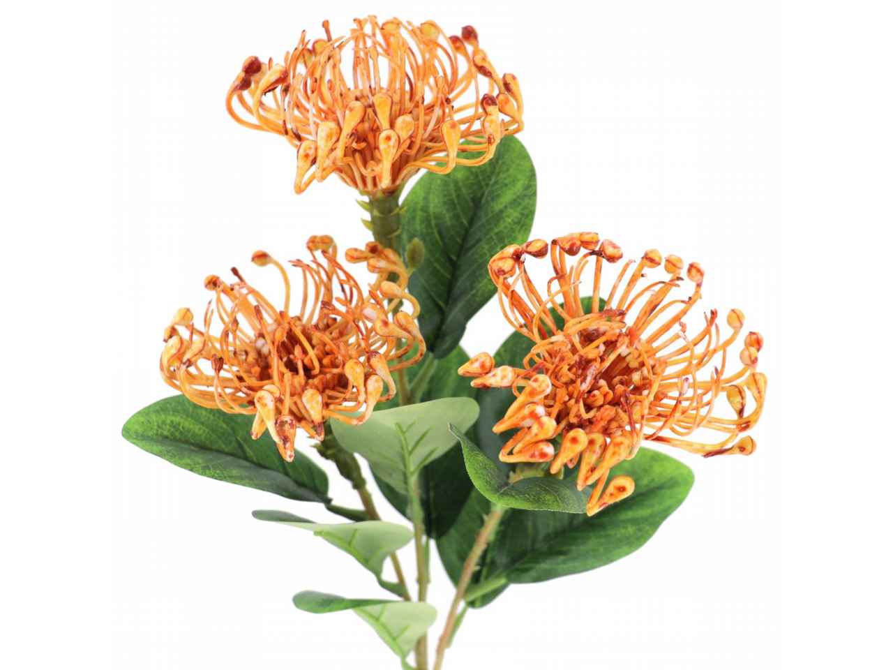 Fiore leucuspermum x3 arancio 7239-15