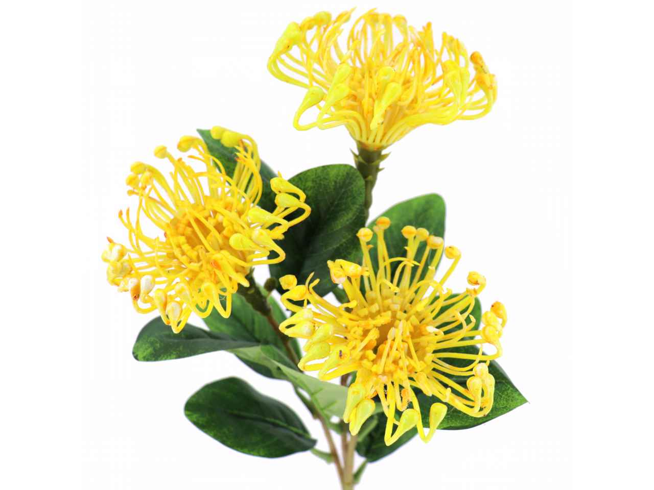 Fiore leucuspermum x3 giallo 7239-02