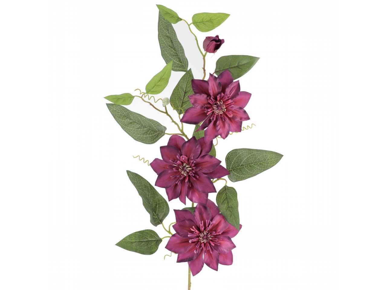 Clamatis beauty 2635-16