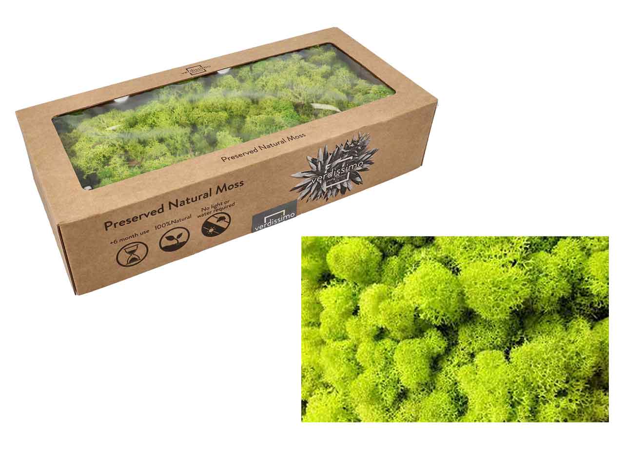 Muschio islandese stabilizzato colore verde lime da 500gr
