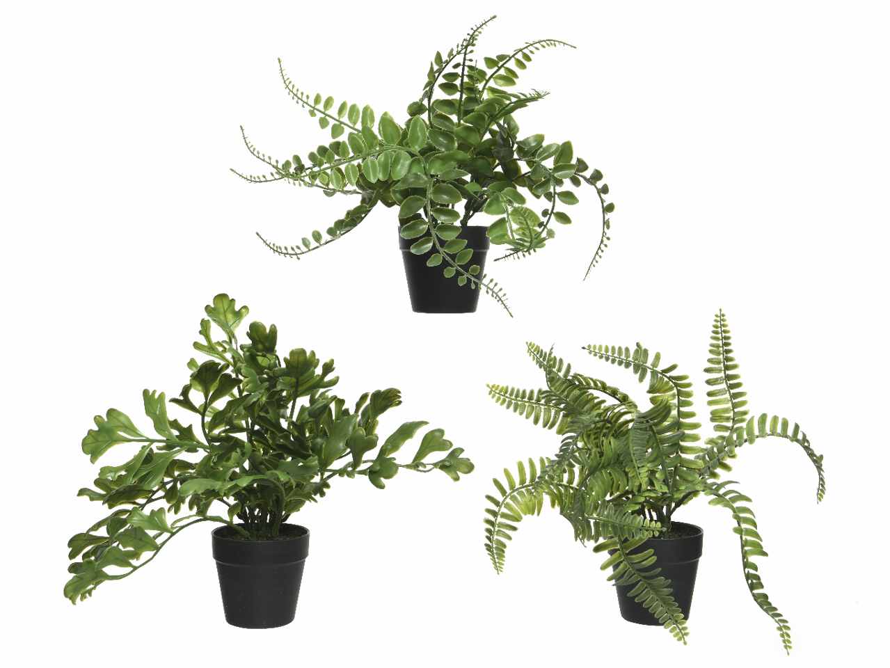 Pianta felce h.25cm verde in 3 assortimenti