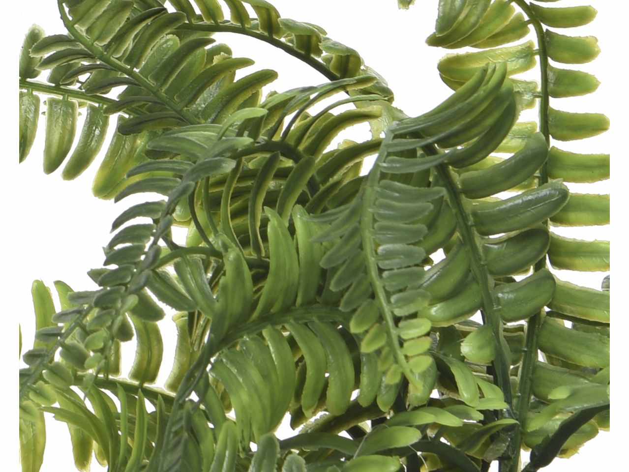 Pianta felce h.25cm verde in 3 assortimenti