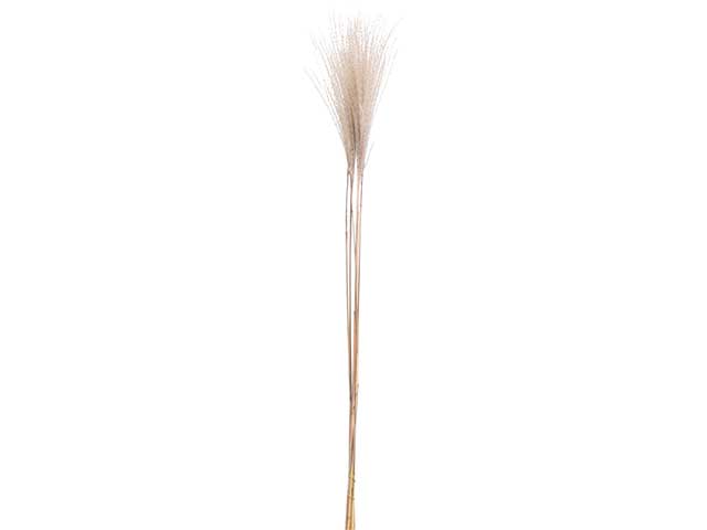 Pampas 90cm yza000960