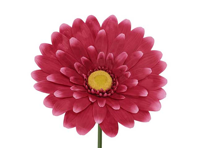 Gerbera h.150cm fucsia 801443