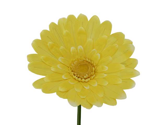 Gerbera h.150cm gialla 801444