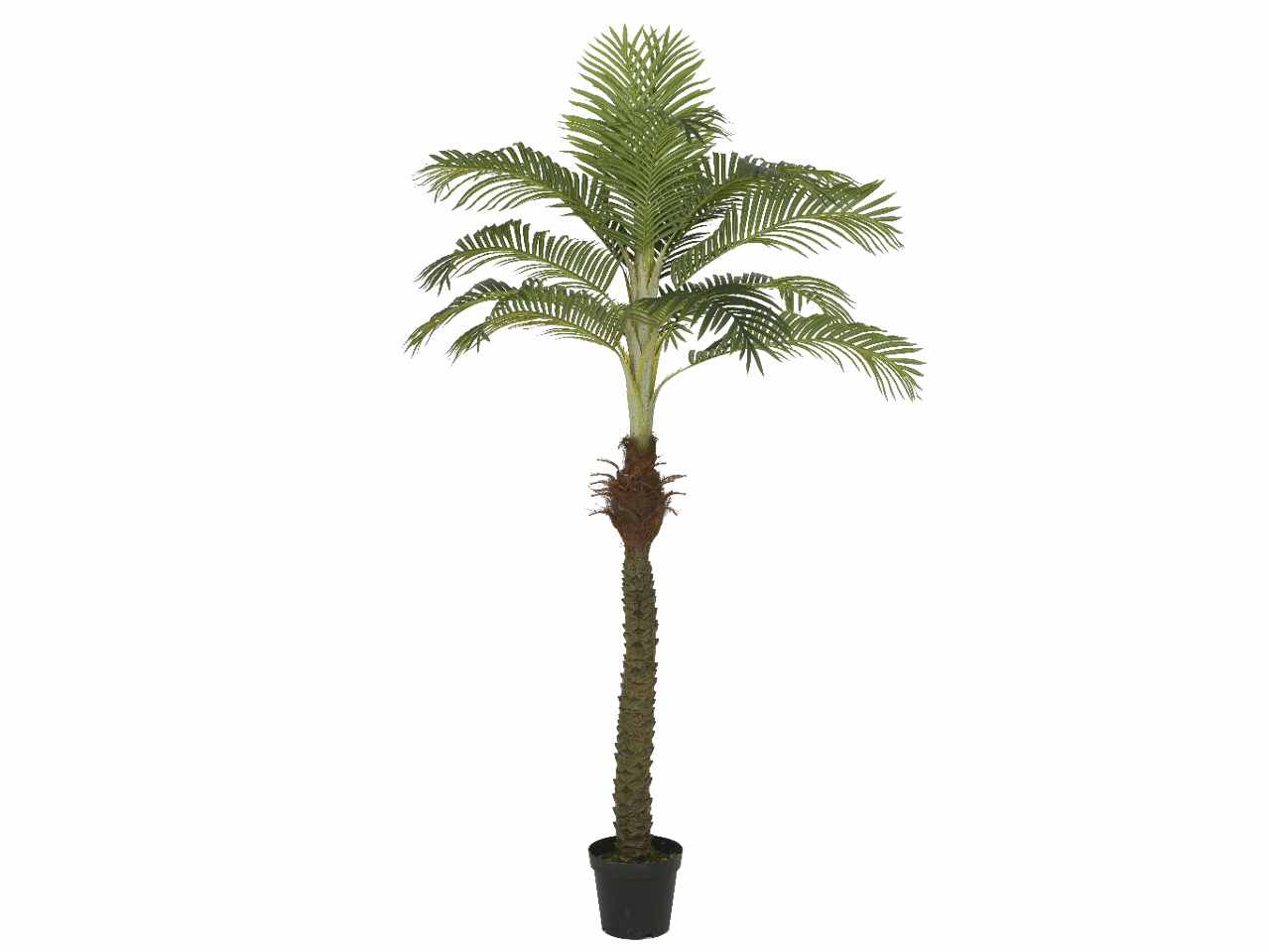 Pianta palma con vaso h.230cm 800007