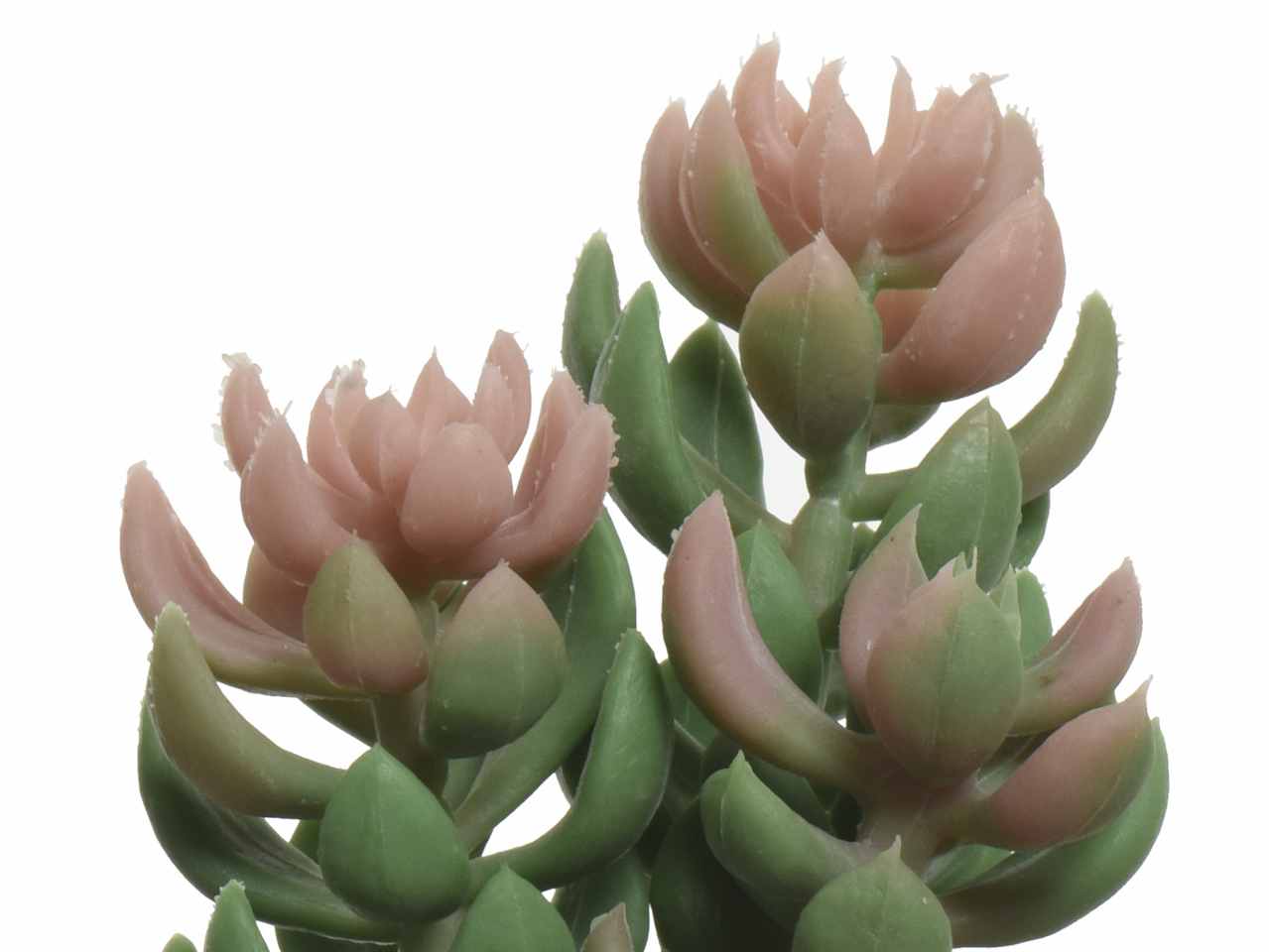 Pianta grassa in vaso 7.5xh.14cm