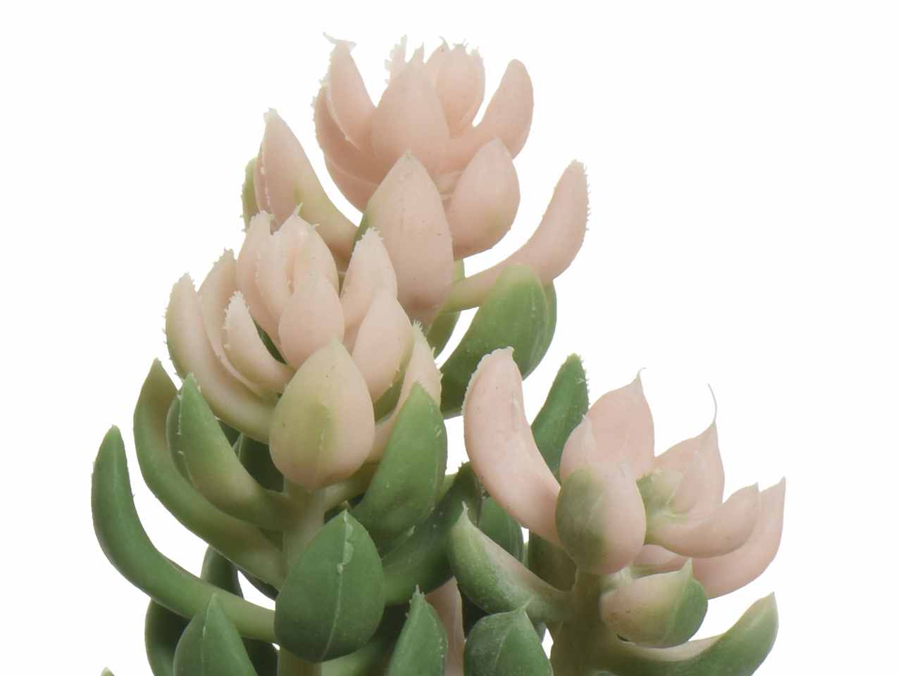 Pianta grassa in vaso 7.5xh.14cm