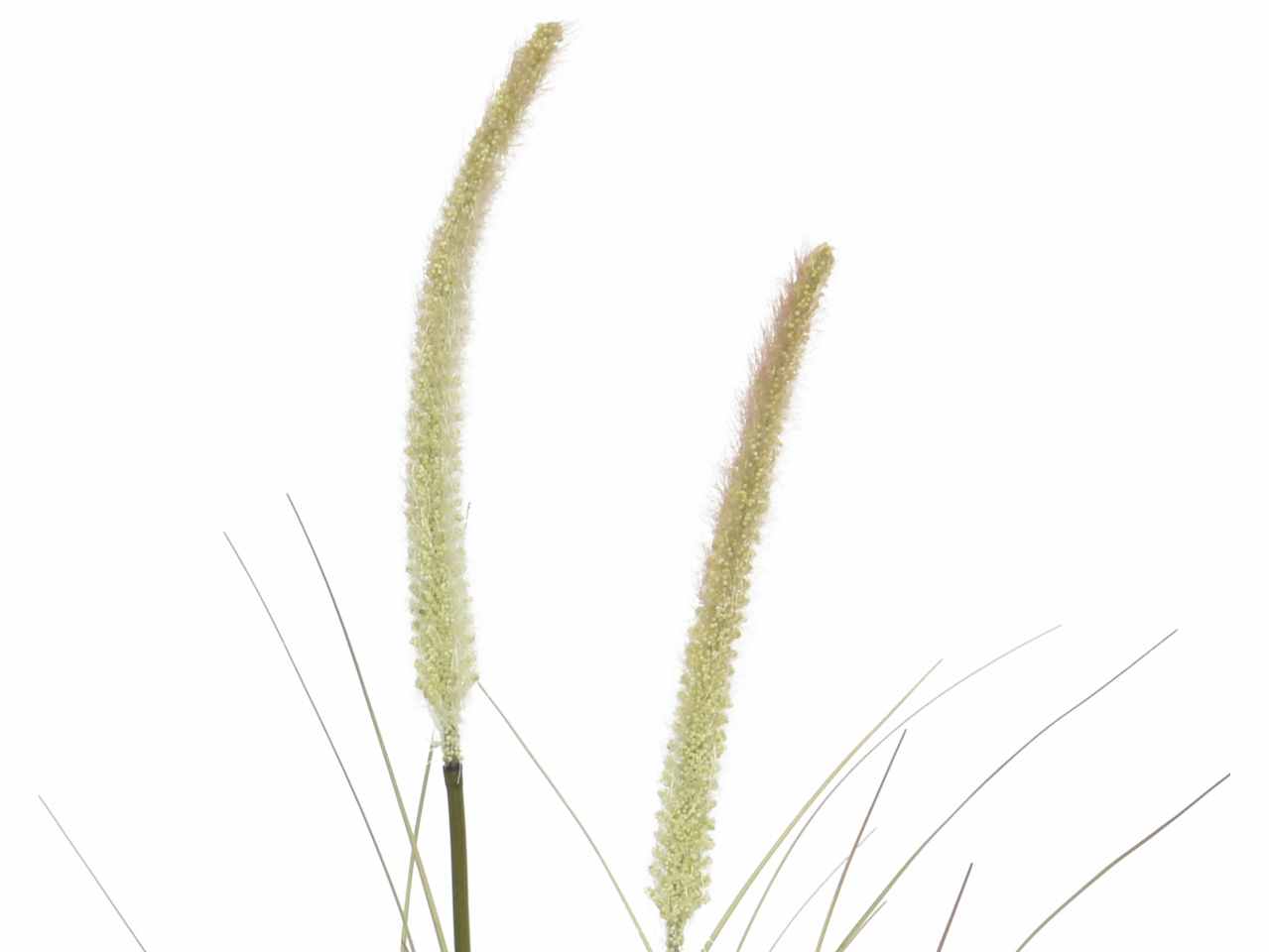 Pampas h.100cm sfumato rosa 804045