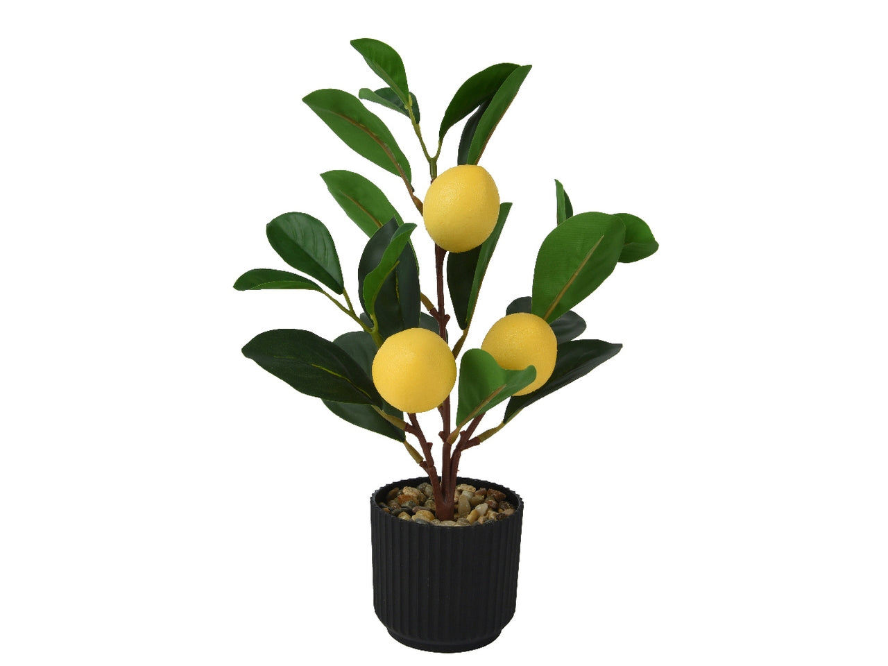 Piantina di limoni in vasetto nero di plastica diametro 17cm x altezza 27cm