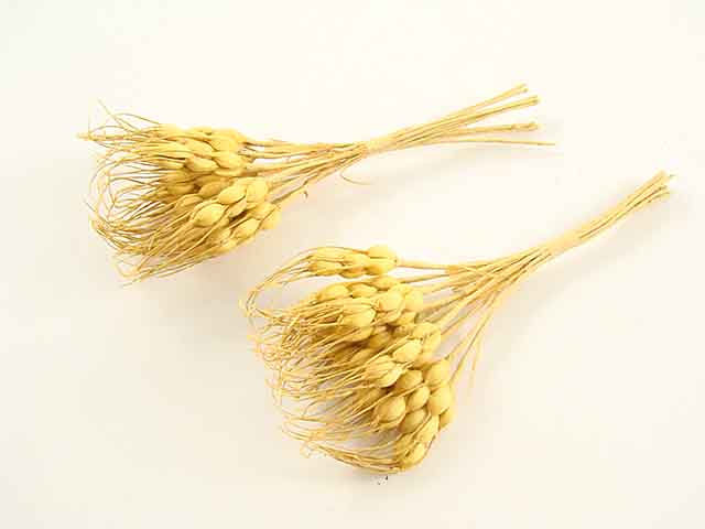 Spiga crema 12pz 22212/cr