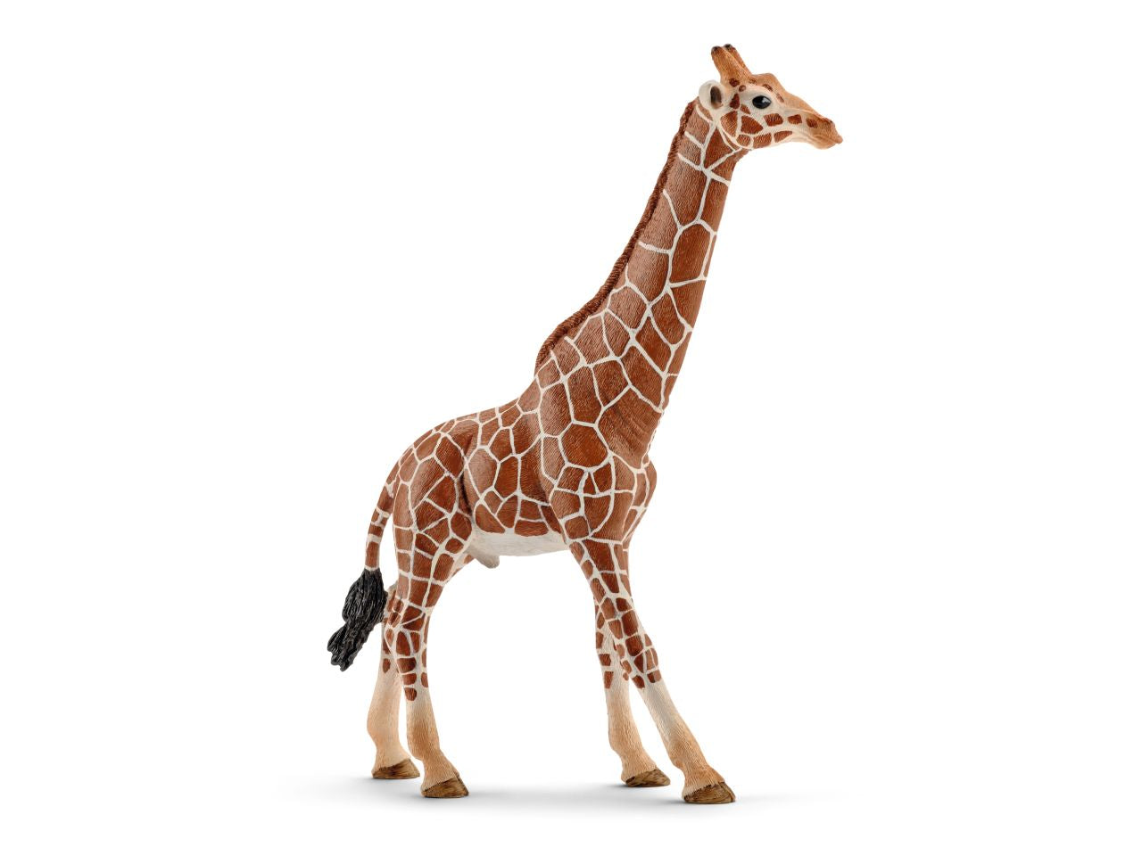 giraffa maschio