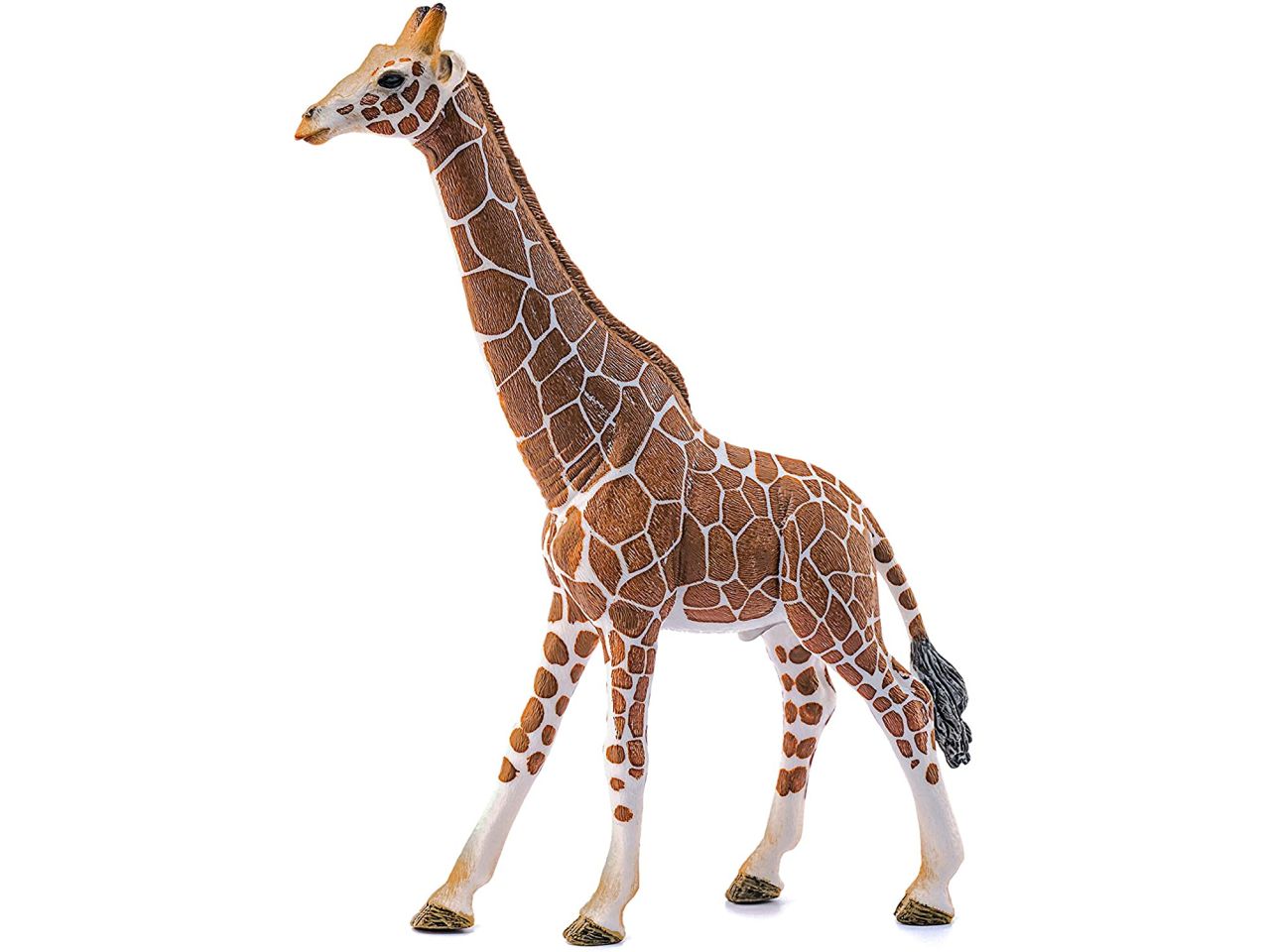 giraffa maschio
