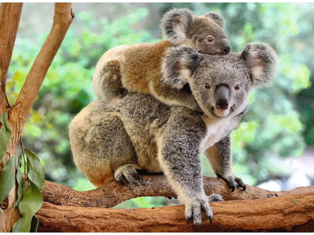 Puzzle 200pz amore di koala 12945