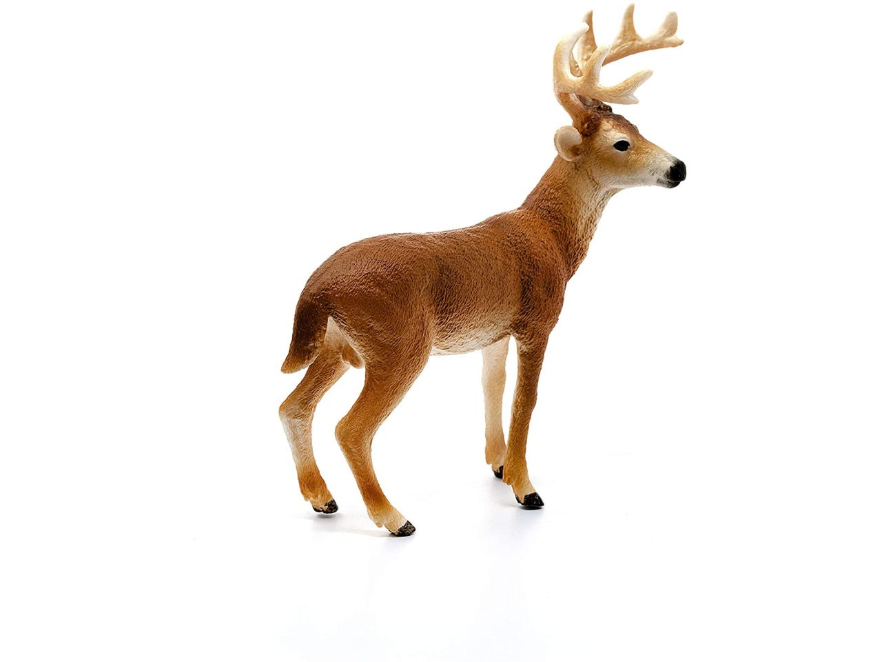 cervo virginiano