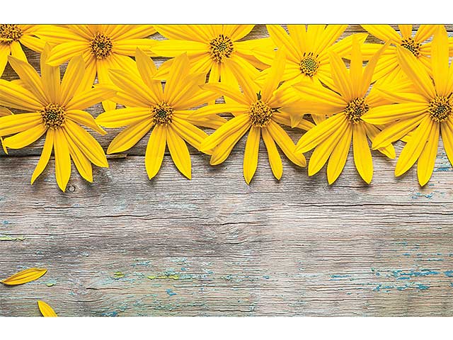 Tappetowonder 50x280 daisy001i01606002