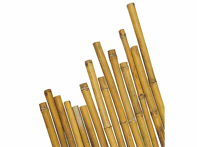 Canna bamboo 24/26 180cm 889/2