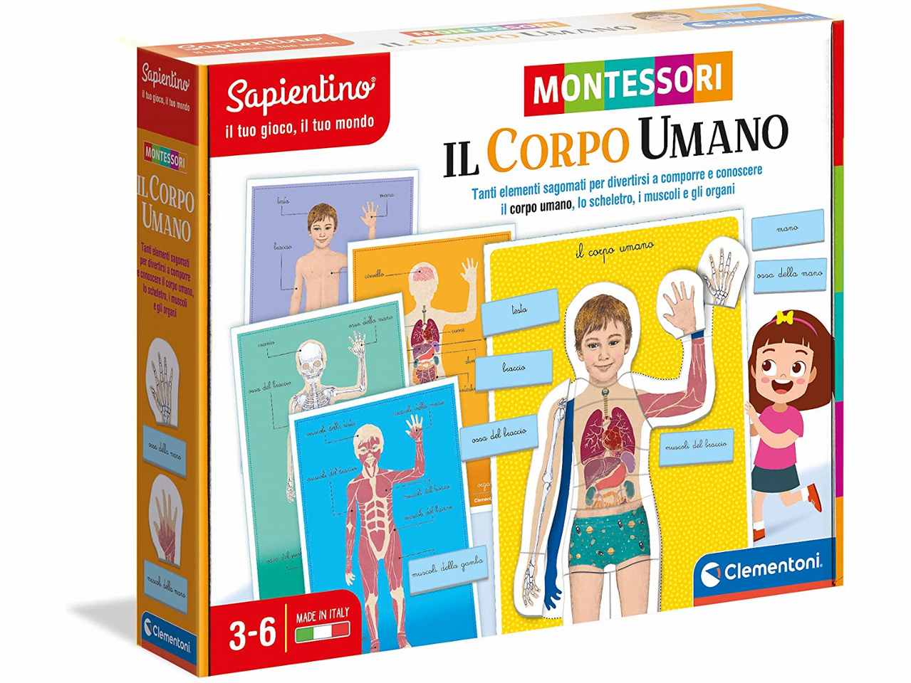 Montessori  corpo umano 16373