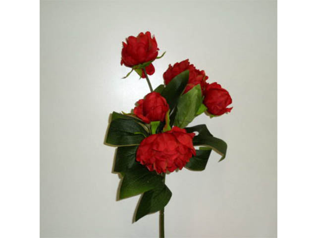 peonia rossa 0455