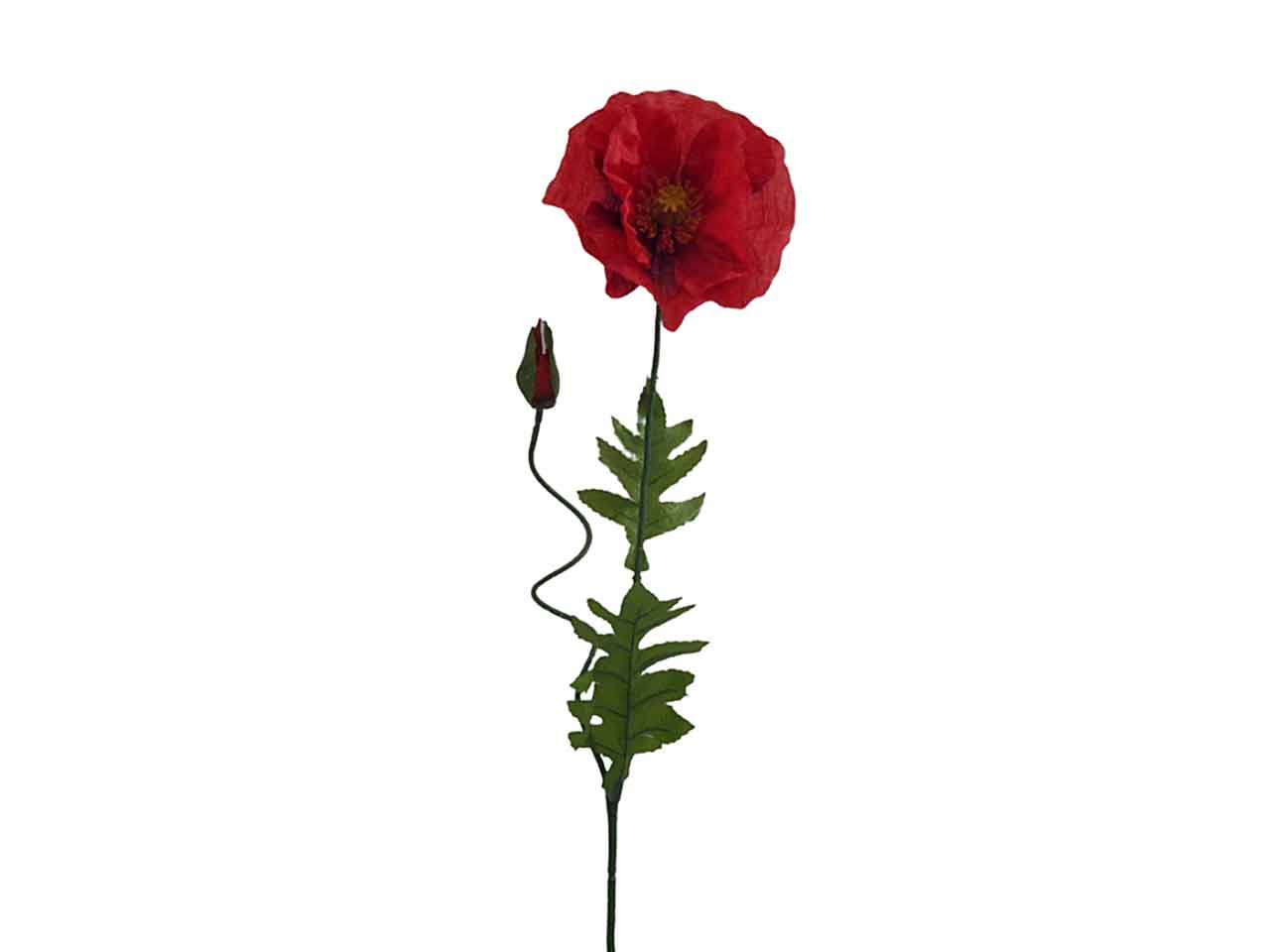 Papavero rosso 4941