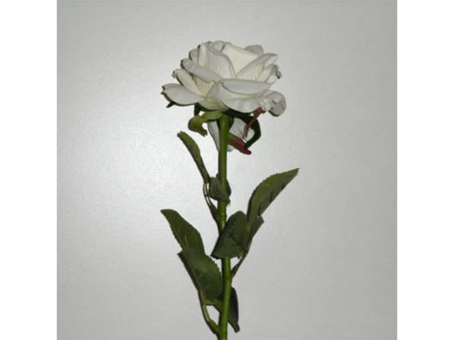 Rosa crema 6001
