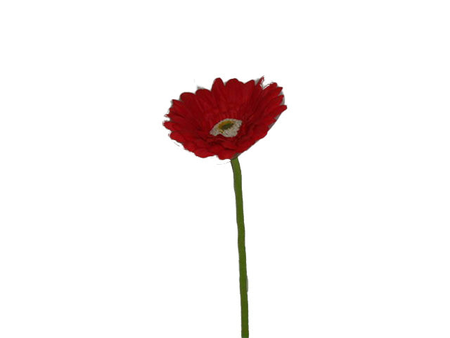 gerbera rossa 8013