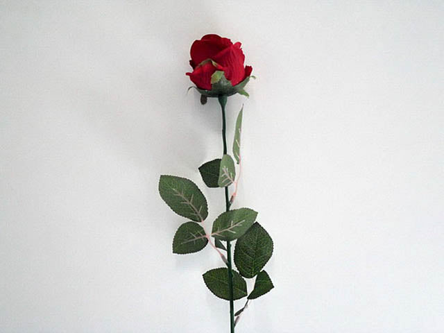 rosa rossa 8804