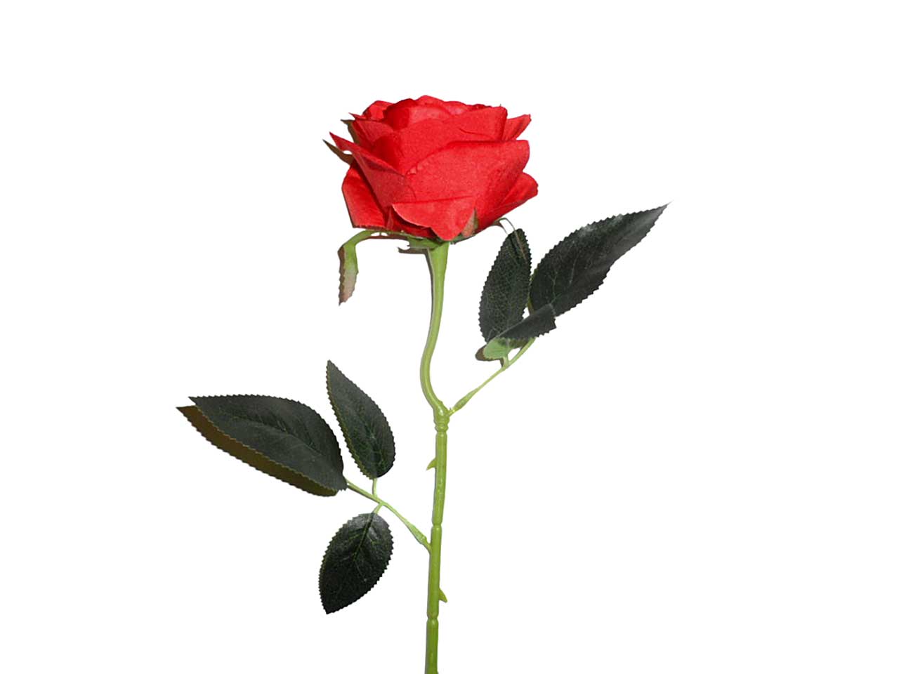 Rosa rossa 9213