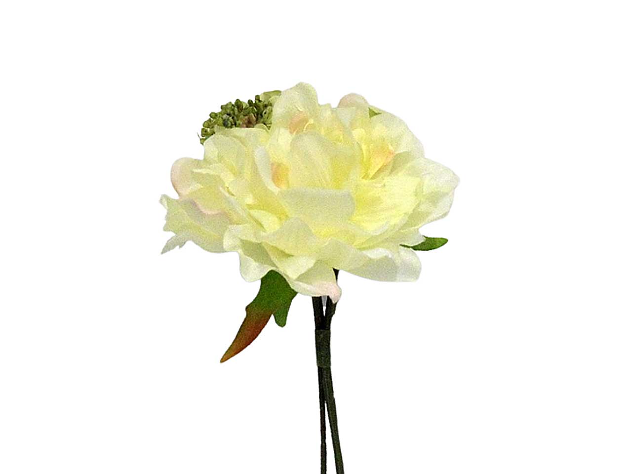Peonia gialla 0456