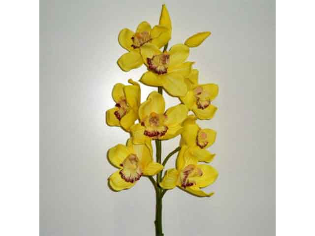 Orchidea gialla 1152