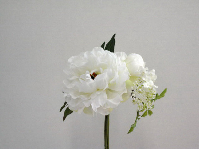 Peonia crema 0456