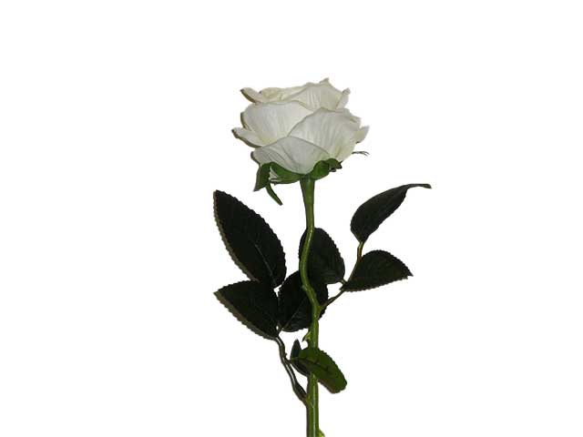 rosa velvet 0560