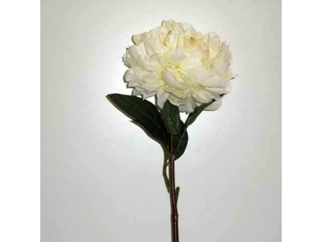 Peonia crema 0564