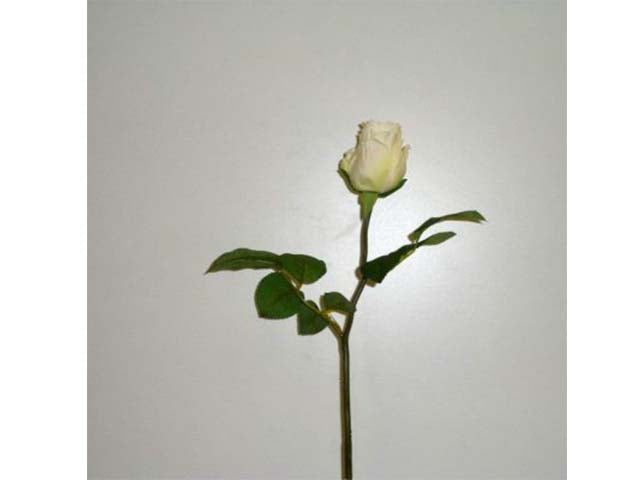 Rosa crema 4614