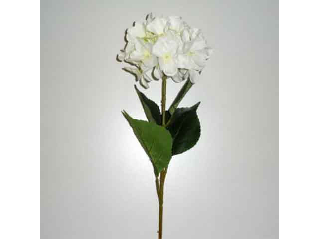 Ortensia crema 7052